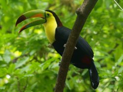toco toucan amazon rainforest