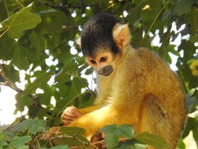 squirrel monkey amazon rainforest