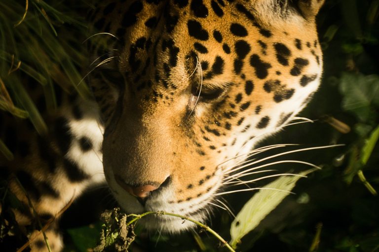 animals of the amazon rainforest