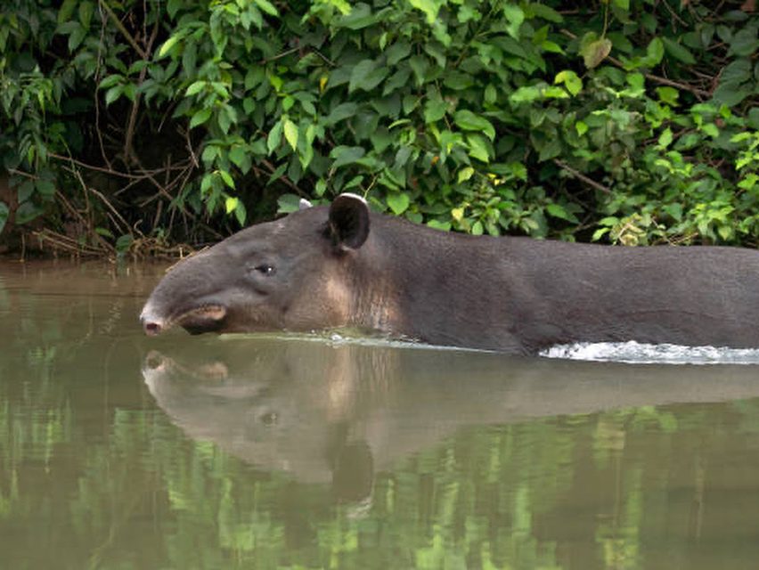 Tapir Amazon Rainforest