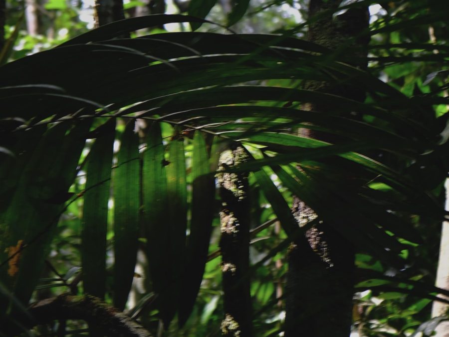 rainforest remedies
