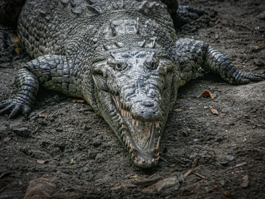 american crocodile in Coiba National Park