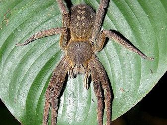 brazilian wandering spider amazon rainforest animals
