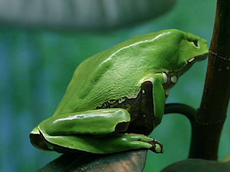 giant waxy tree frog amazon rainforest animals