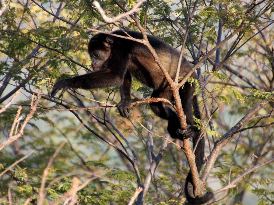 Howler monkey Coiba National Park