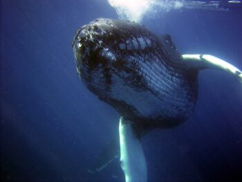 whale watching Panama