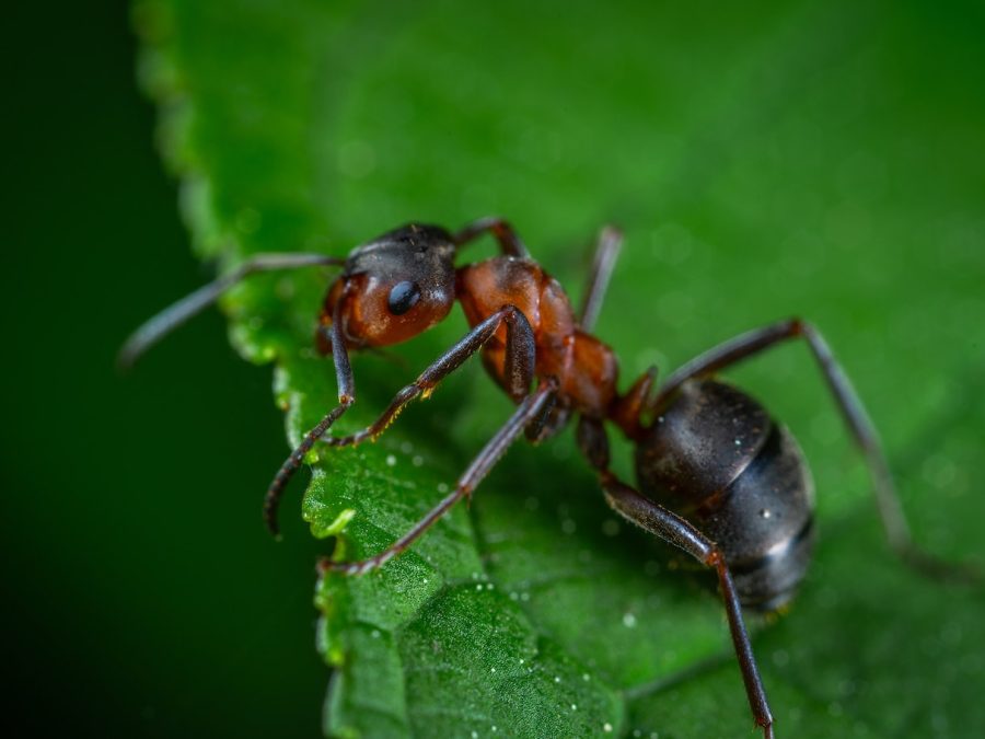 leaf cutter ants amazon rainforest animals