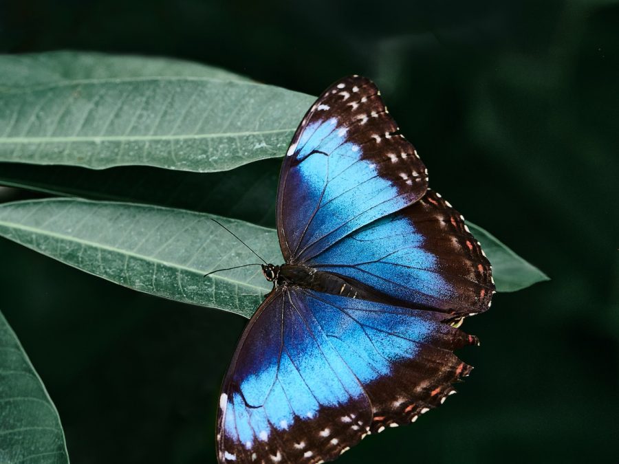 blue-morpho-butterfly-amazon-rainforest-animals