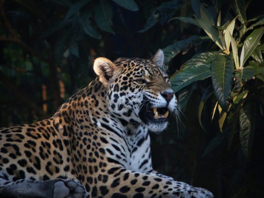 jaguar amazon rainforest