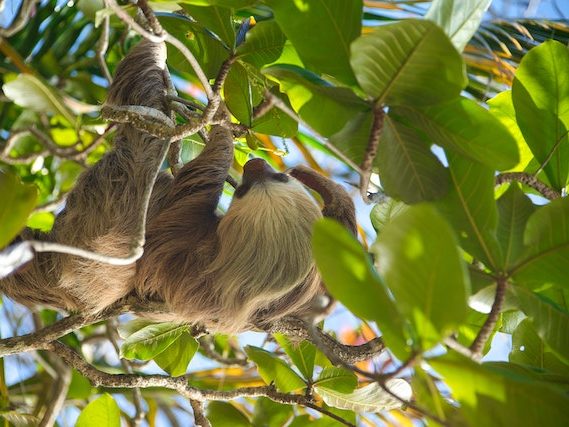 sloth amazon rainforest