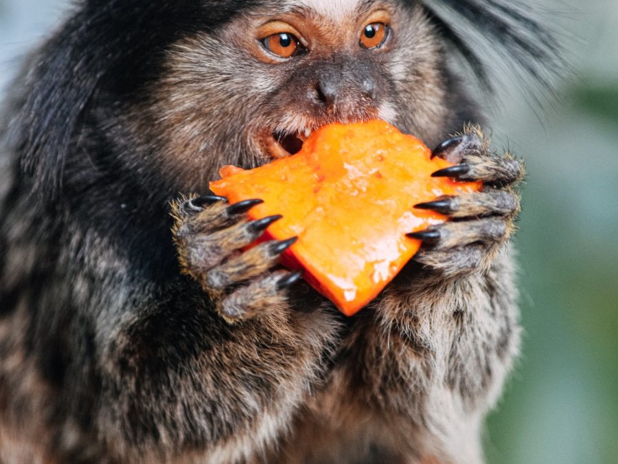 pygmy marmoset Amazon Rainforest
