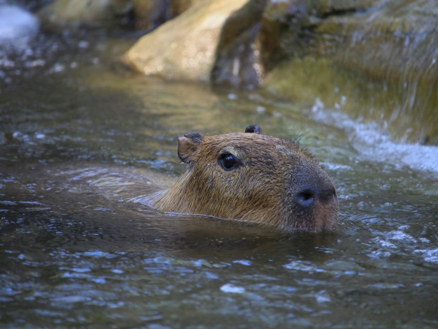 capybara amazon rainforest