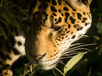 animals of the amazon rainforest