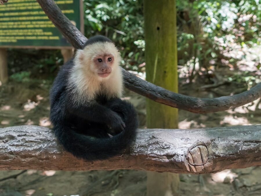 white faced capuchin monkey coiba national park